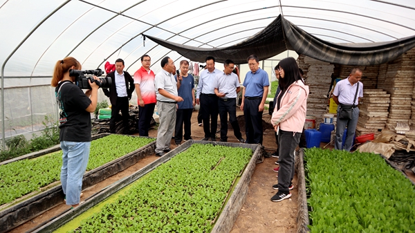 观摩蔬菜漂浮育苗技术.JPG