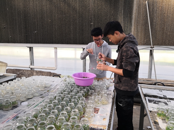 edfca4dc02f54561955b73dc1cfa6b49.jpg 选苗2.jpg