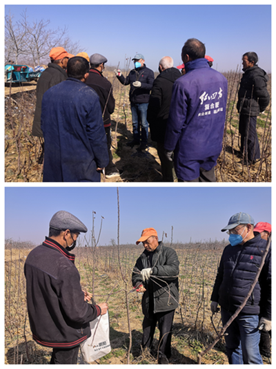 图四赵政阳老师赴白水县尧禾镇汉寨村新品种幼园为果农手把手进行现场技术指导，使果农即学即会。.png