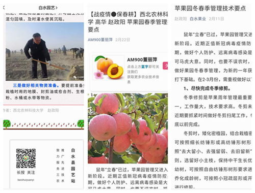 图一白水苹果试验站首席专家赵政阳教授撰写苹果园冬春季管理技术要点，在白水果业、白水园艺及多个农业平台连续转发。.png