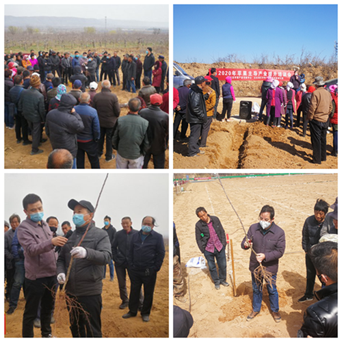图五高华、梁俊老师分别赴白水县史官乡、雷牙乡、林皋乡等进行春季新建园现场培训指导，使现场五百余名群众掌握矮化园建设标准方法，不走弯路，科学栽植。.png
