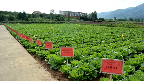 公司太白蔬菜试验示范站新品种展示田.JPG